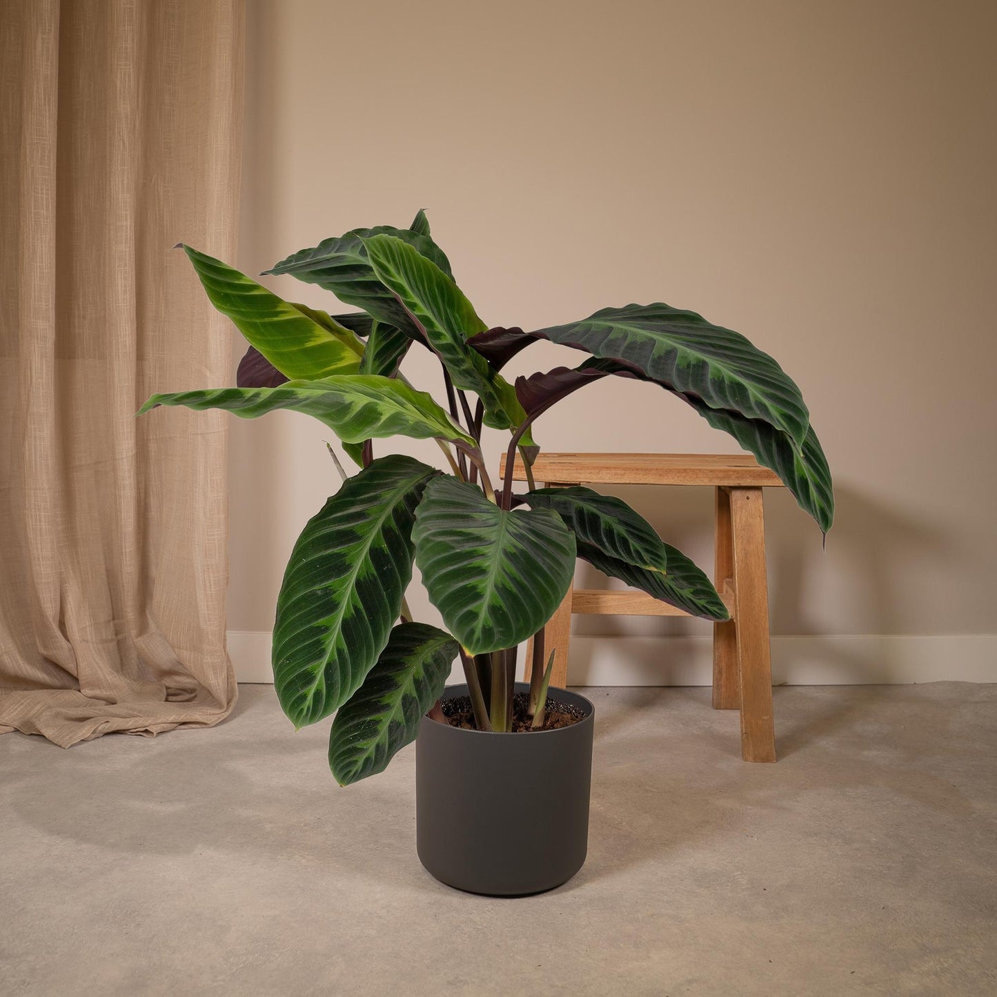 Calathea Warscewiczii – Pfauenpflanze Ø19cm, 70cm hoch
