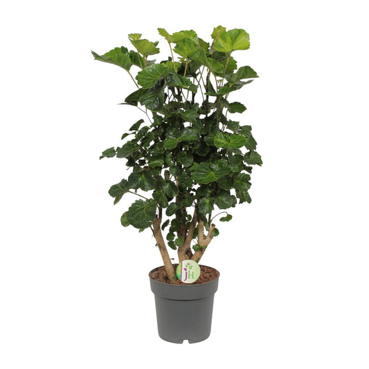 Polyscias Lemon – Pflegeleichte, dekorative Zimmerpflanze Ø19cm