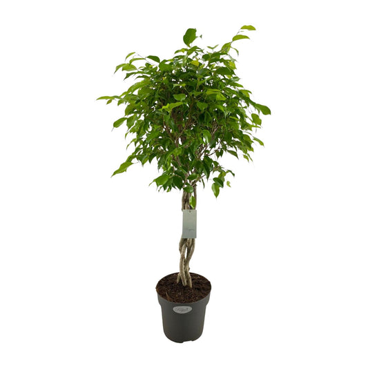 Ficus Benjamina Exotica Geflechtstamm Ø24cm, 100cm Höhe