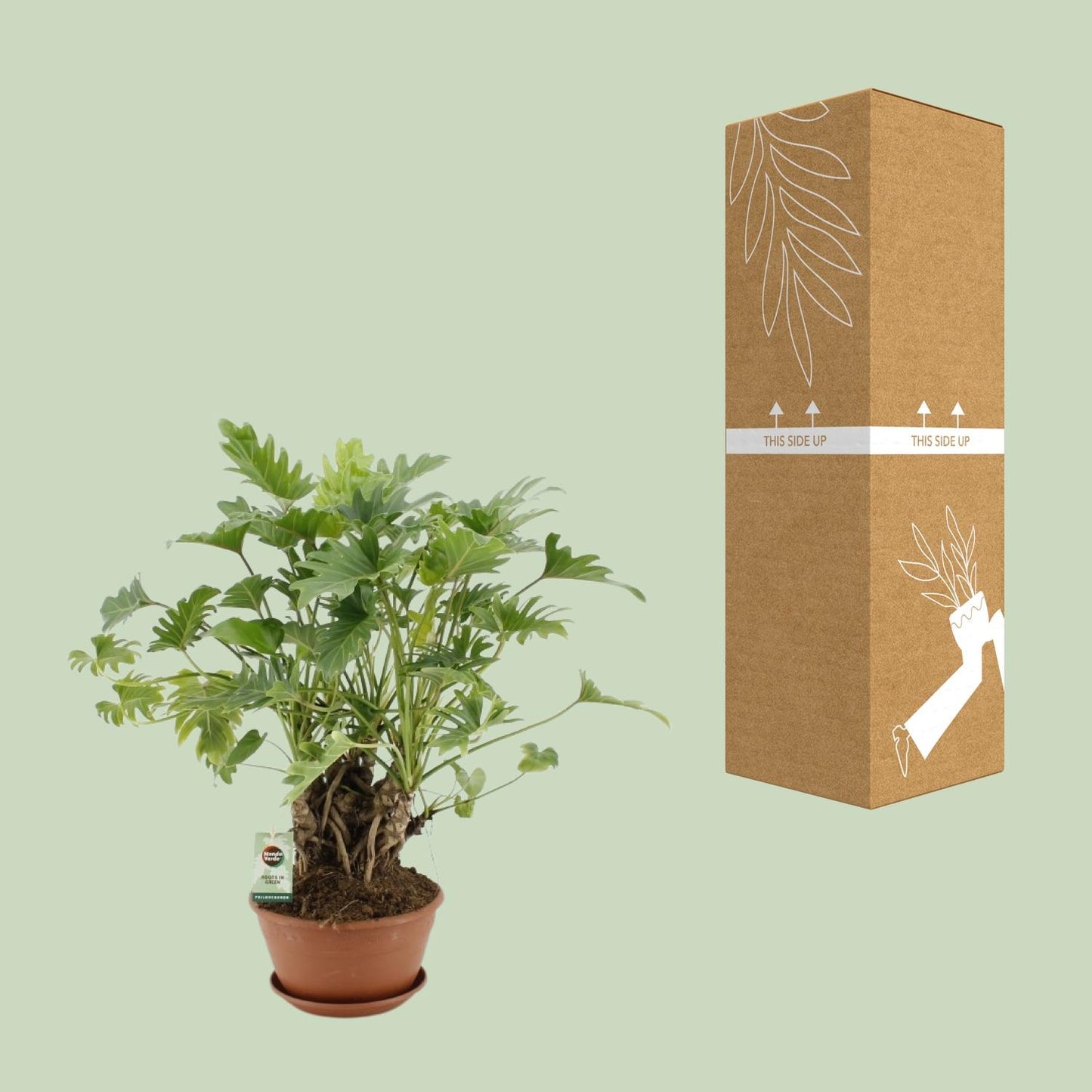 Philodendron Xanadu am Stamm - Ø22cm Topf, ca. 50cm hoch