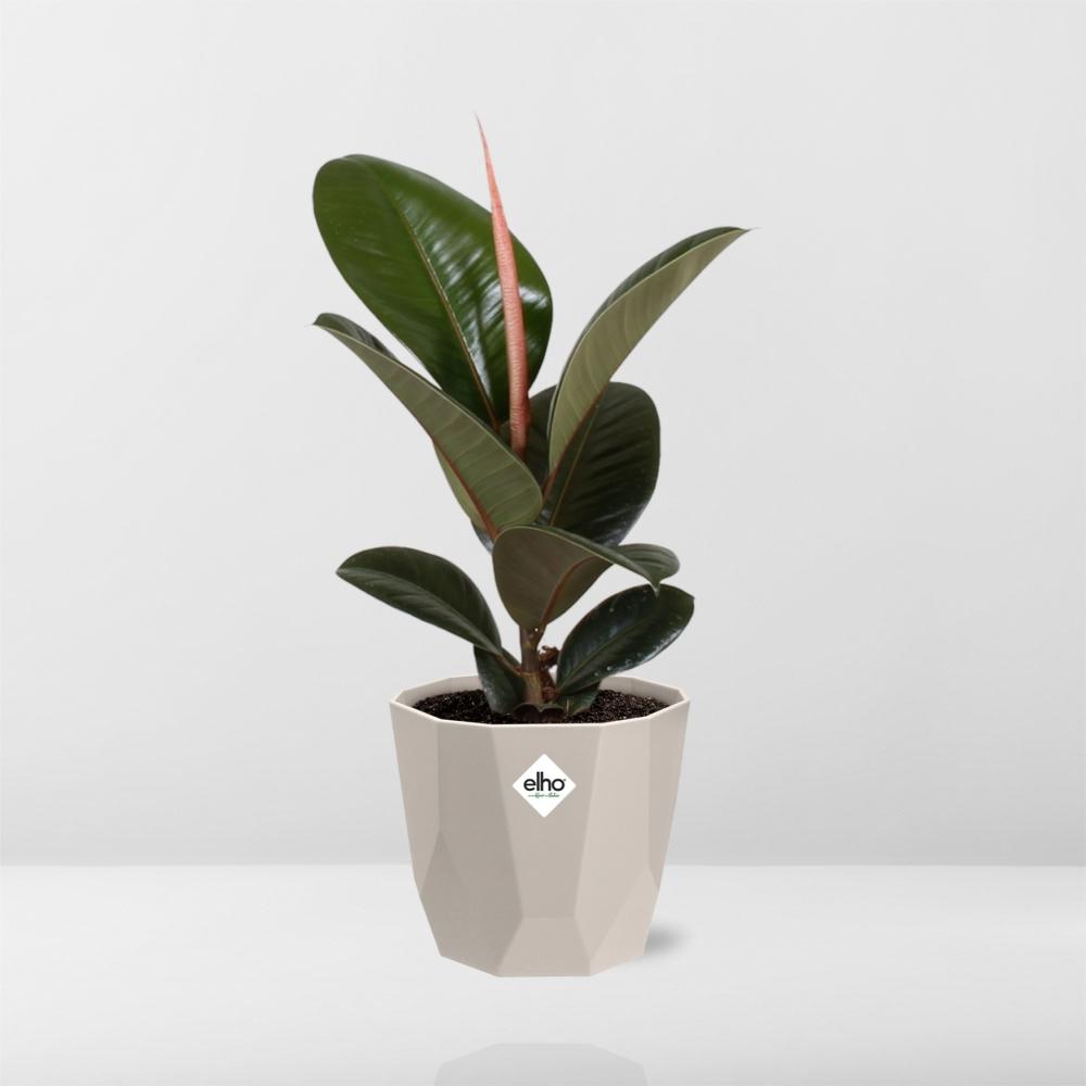 Ficus Elastica ‘Robusta’ in ELHO b.for rock 14 cm warm grey