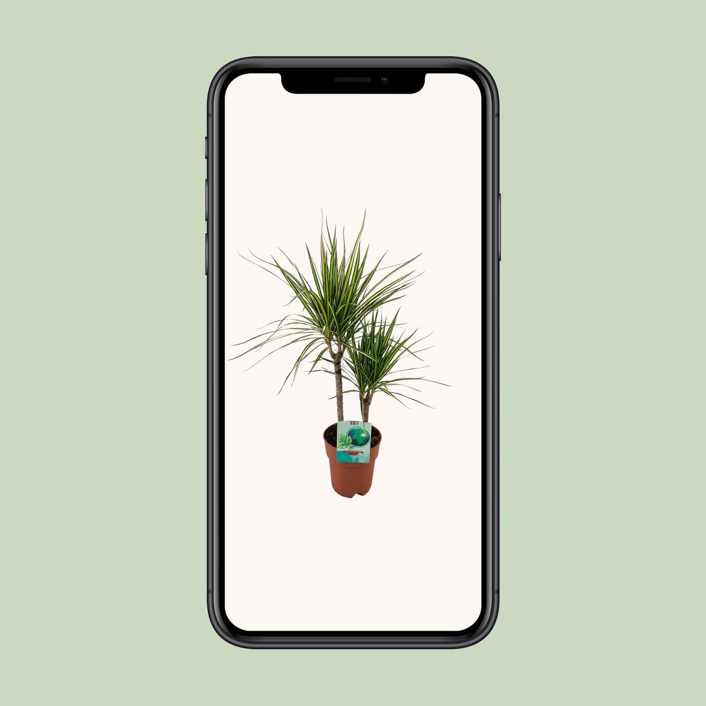 Dracaena Marginata Bicolor – Pflegeleichter Drachenbaum Ø19cm