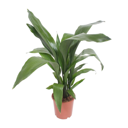 Aspidistra Elatior – Pflegeleichte Schusterpalme Ø19cm, 80cm