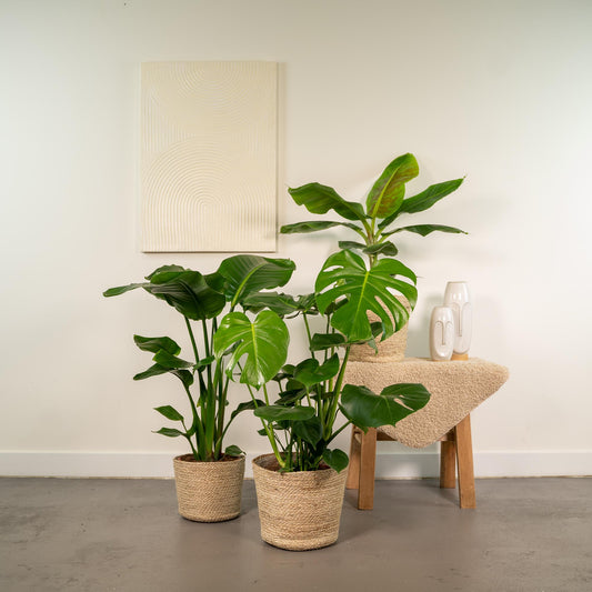 Exklusives Zimmerpflanzen-Set mit Monstera, Alocasia & Strelitzia im Korb