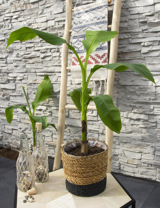 Musa Basjoo – Winterharter Bananenbaum Ø15 cm Topf