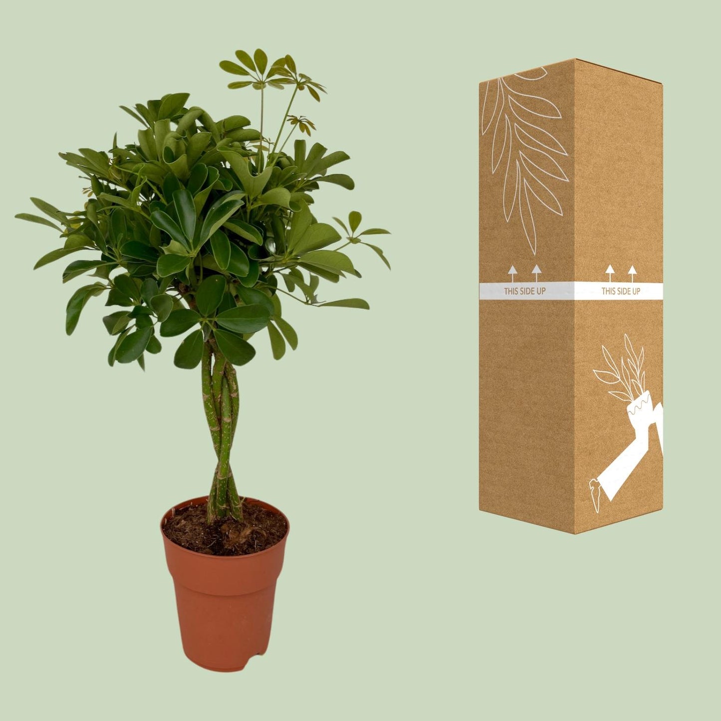 Schefflera Compacta - pflegeleichter Schirmbaum Ø19cm, 80cm hoch