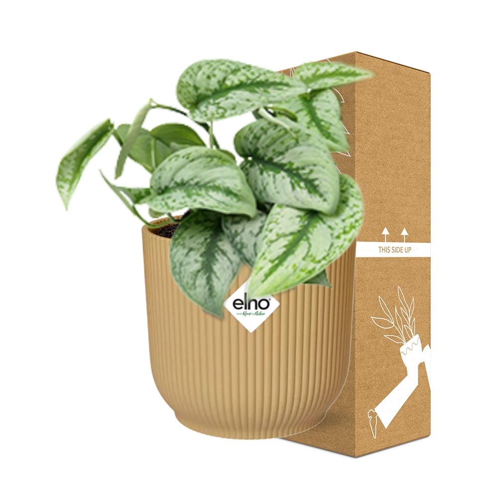 Scindapsus Pictus ‘Trebie’ in ELHO Vibes Fold 14cm Gelb