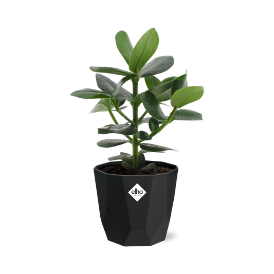 Clusia Princess – Elegante, pflegeleichte Zimmerpflanze 14cm