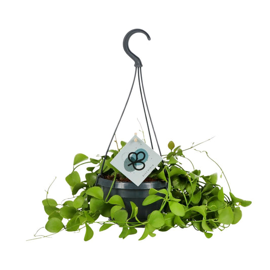 Dischidia Imbricata – Pflegeleichte Kidney-Pflanze Ø14 cm, 40 cm hoch