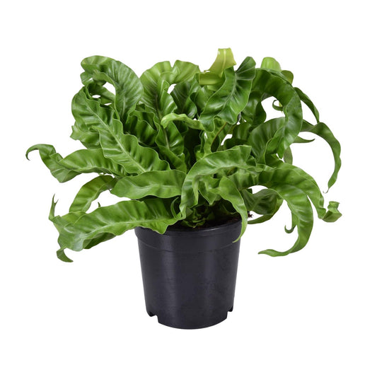 Asplenium Antiquum – Eleganter Milzfarn Ø17cm, Höhe 40cm