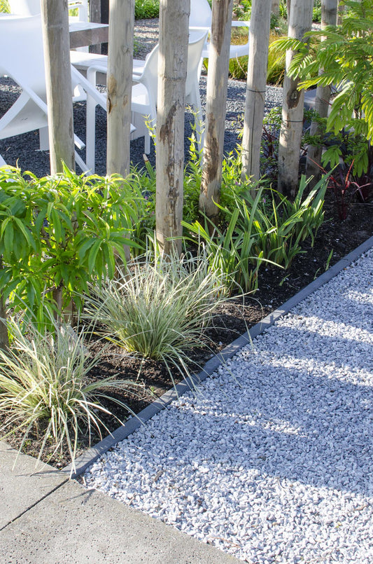 Lomandra longifolia 'White Sands' – pflegeleichte Terrassenpflanze Ø19cm
