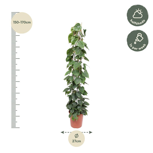 Philodendron Scandens Gaasrek – 160 cm, ø27 cm, pflegeleicht