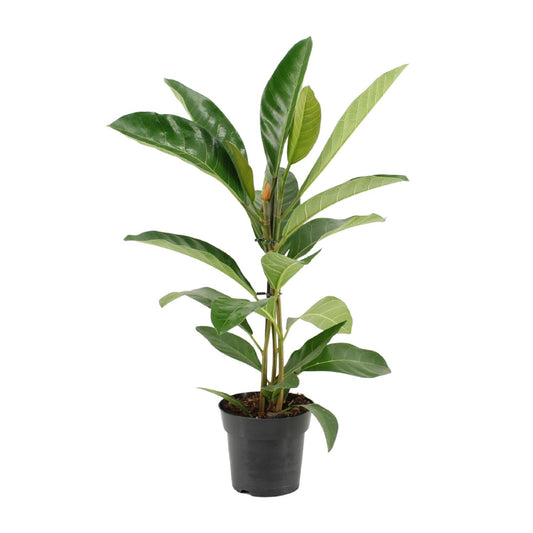 Ficus Benghalensis Roy – Pflegeleichte Zimmerpflanze Ø17cm, 70cm hoch
