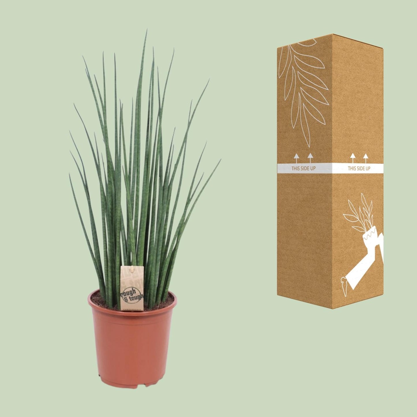 Sansevieria Mikado – Pflegeleichte Schwiegermutterzunge Ø19cm