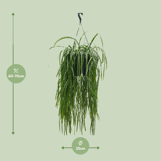 Lepismium Asuntapatense – Exotischer Hängekaktus 25cm