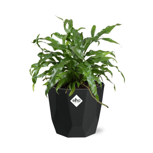 Microsorum Diversifolium – Kängurufarn in 14cm Topf