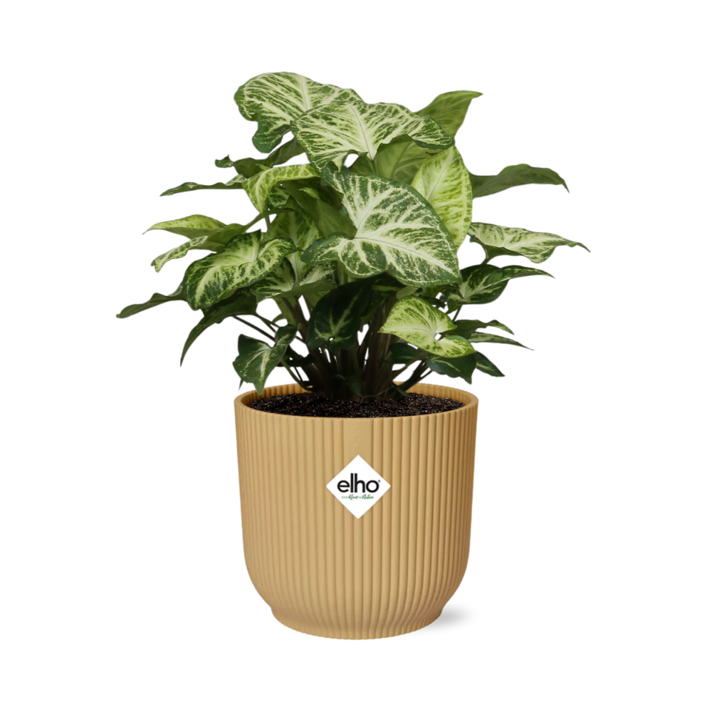 Syngonium Arrow im ELHO Vibes Fold Topf 14cm Gelb