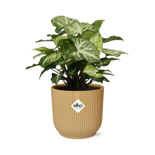 Syngonium Arrow im ELHO Vibes Fold Topf 14cm Gelb