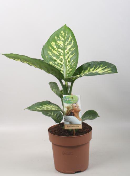 Dieffenbachia Tropic Snow – Pflegeleichte Zimmerpflanze Ø17cm