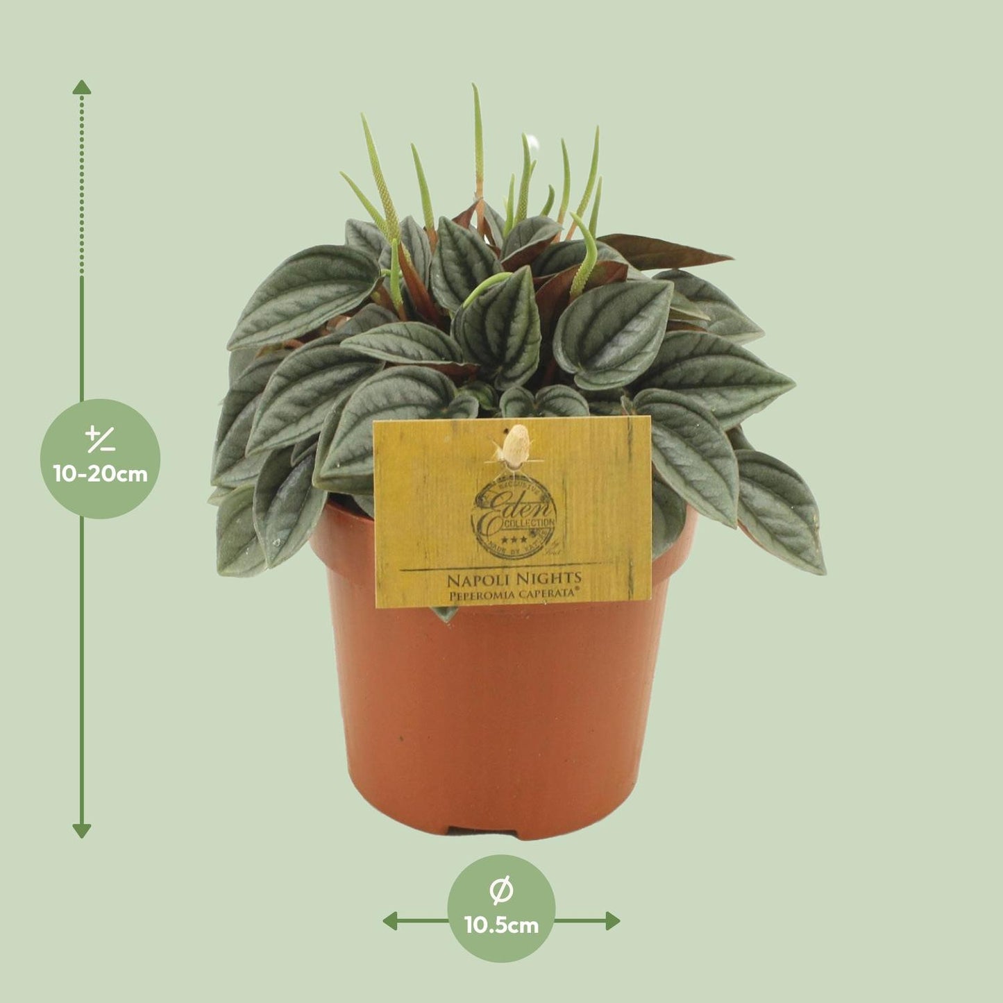 Peperomia Napoli Nights – Pflegeleichte Zimmerpflanze Ø10,5cm