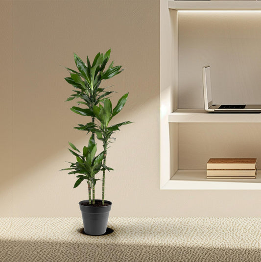 Dracaena Janet Lind – Elegante XXL Zimmerpflanze 150-160 cm