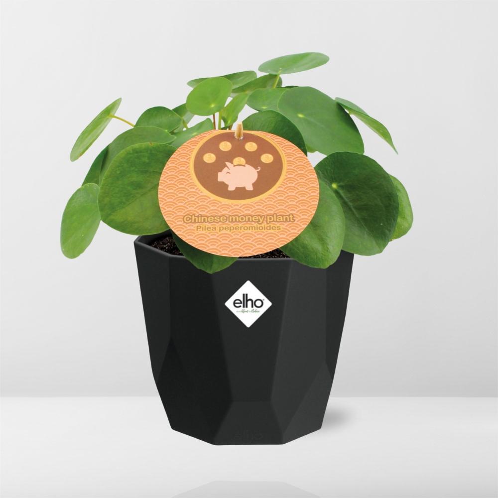Aluminiumanlage (Pilea cadierei) 14cm Topf schwarz