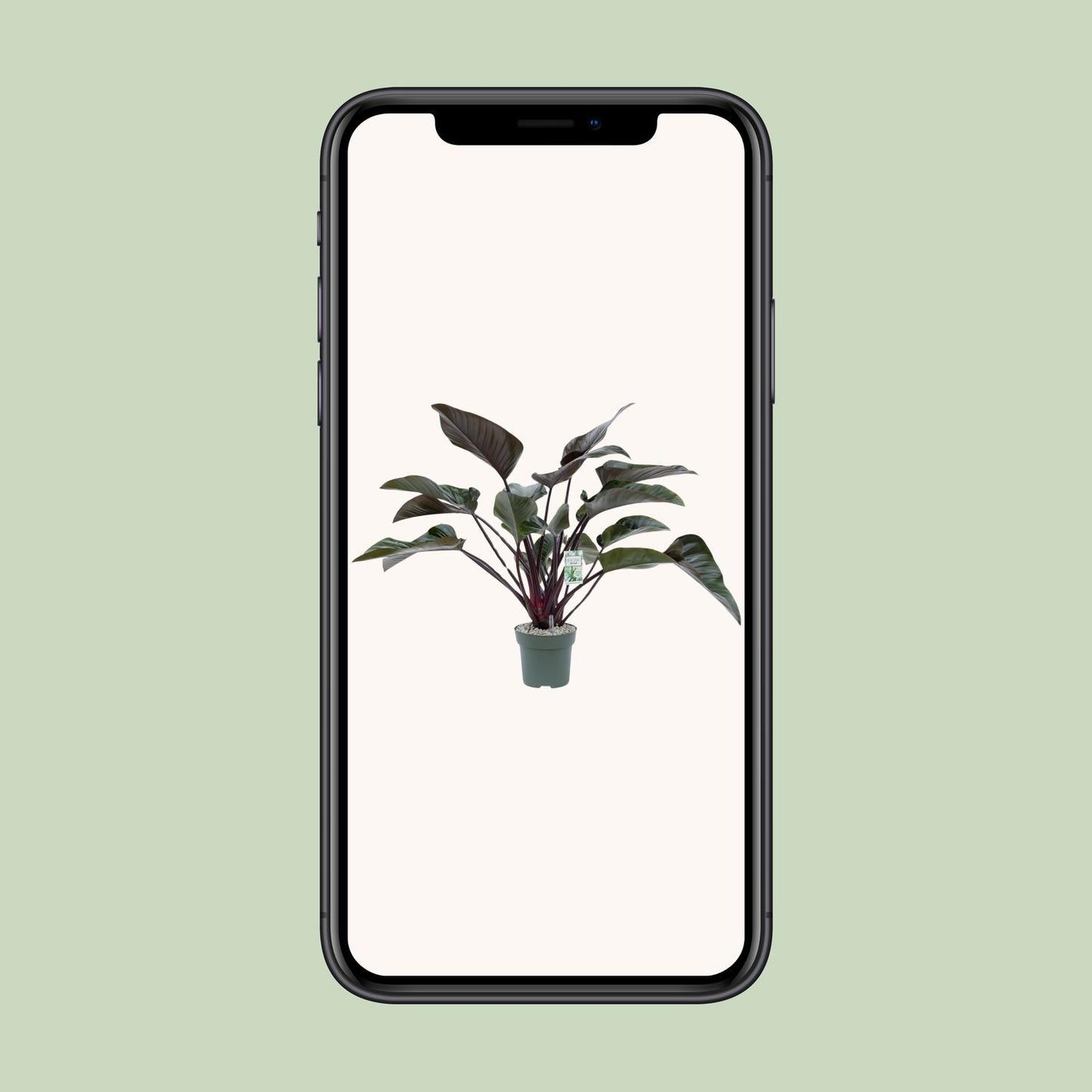 Philodendron Red Beauty – Pflegeleichte XXL-Zimmerpflanze