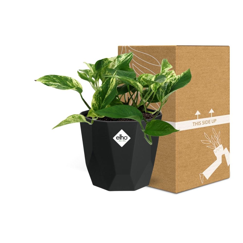 Scindapsus Marble Queen – Pflegeleichte Efeutute in 14cm Topf