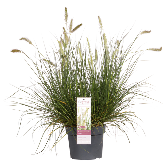 Pennisetum alopecuroides 'Hameln' – Kompaktes Lampenputzergras Ø19cm