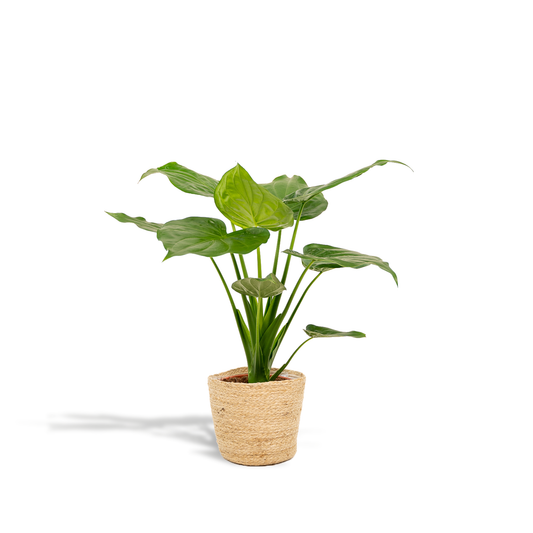 Alocasia Cucullata Ø19cm – Tropisches Elefantenohr mit Korb Selin