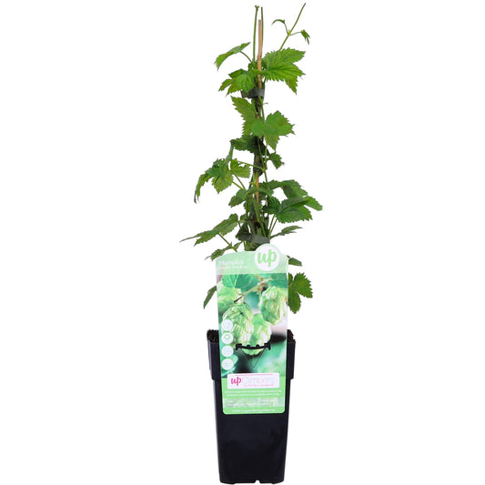 Humulus lupulus 'Nordbrau' – Hopfenpflanze Ø15cm, ca. 65cm hoch