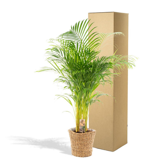 Areca-Palme mit Korb – 130 cm Höhe, Ø 24 cm Topf