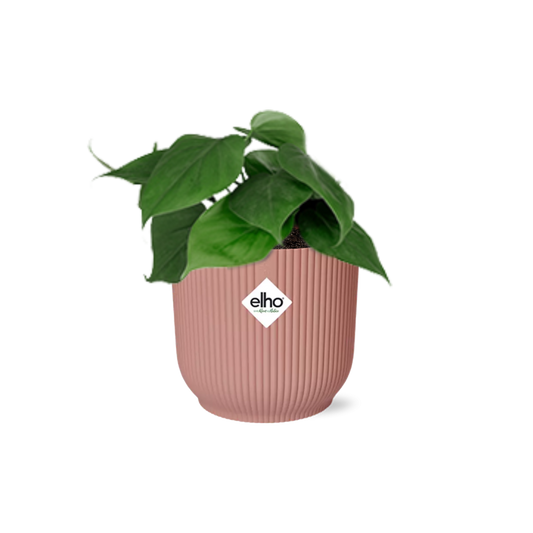 Philodendron Scandens im ELHO Vibes Fold 14cm Topf rosa