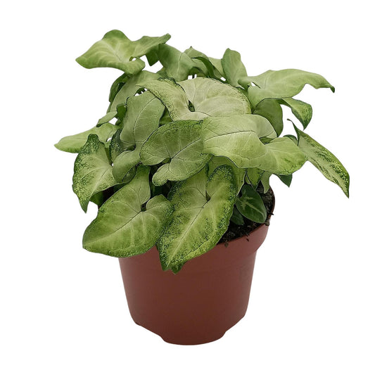 Syngonium 'White Butterfly' – kompakte Pfeilblattrebe Ø13cm
