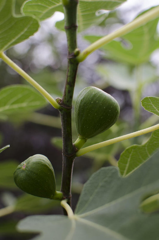 Ficus Gustissimo Perretta – Elegante Zimmerpflanze Ø13cm