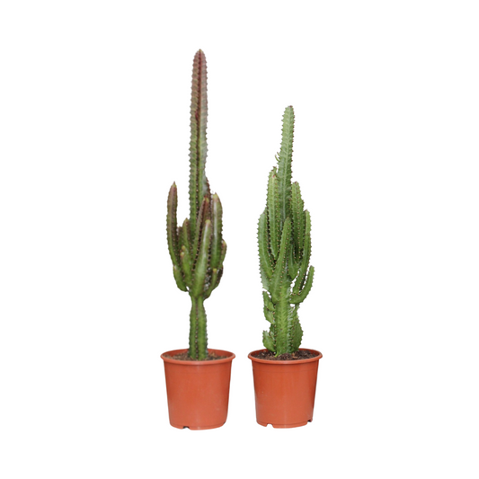 Euphorbia Grün/Rot – 2er-Set, Ø17cm, ca. 75cm hoch