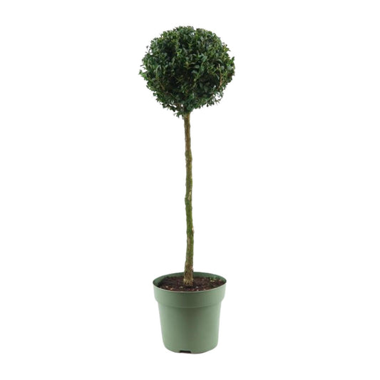 Buxus Semp. Mono-Ball Ø23cm – Eleganter Buchsbaum