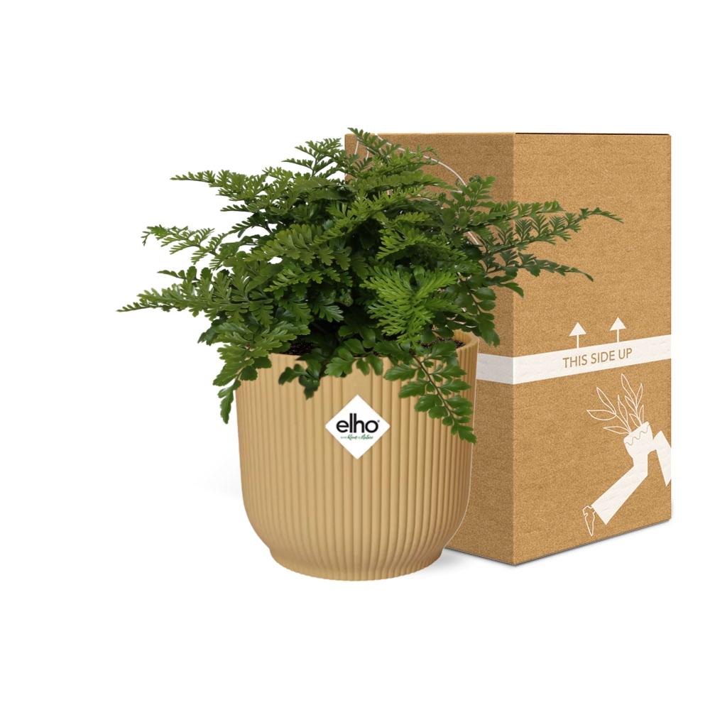 Asplenium Parvati – Pflegeleichte Zimmerpflanze im ELHO Vibes Fold Topf