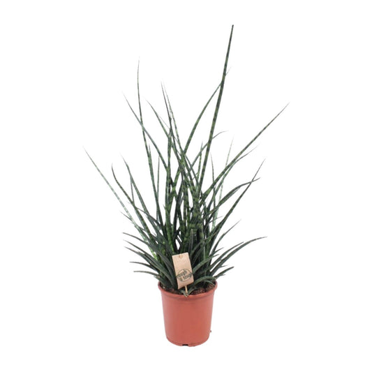 Sansevieria Fernwood Punk – Pflegeleichte Schwiegermutterzunge Ø17cm