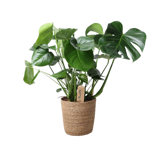 Monstera im Naturkorb – Ø21cm Topf, ca. 60cm hoch