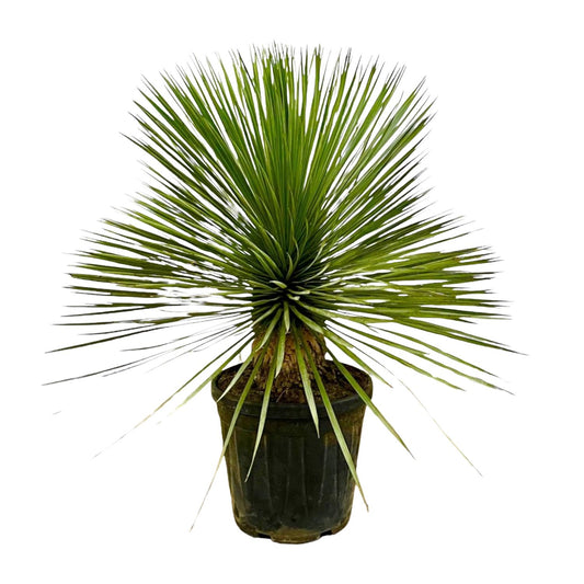 Yucca Rostrata op stam – 70 cm, Ø27 cm, pflegeleicht