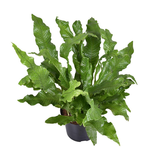 Microsorum diversifolium – Kängurufarn Ø23cm, 60cm hoch