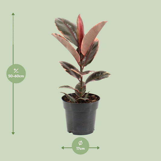 Ficus Elastica Belize – Pflegeleichter Gummibaum Ø17cm, 55cm hoch
