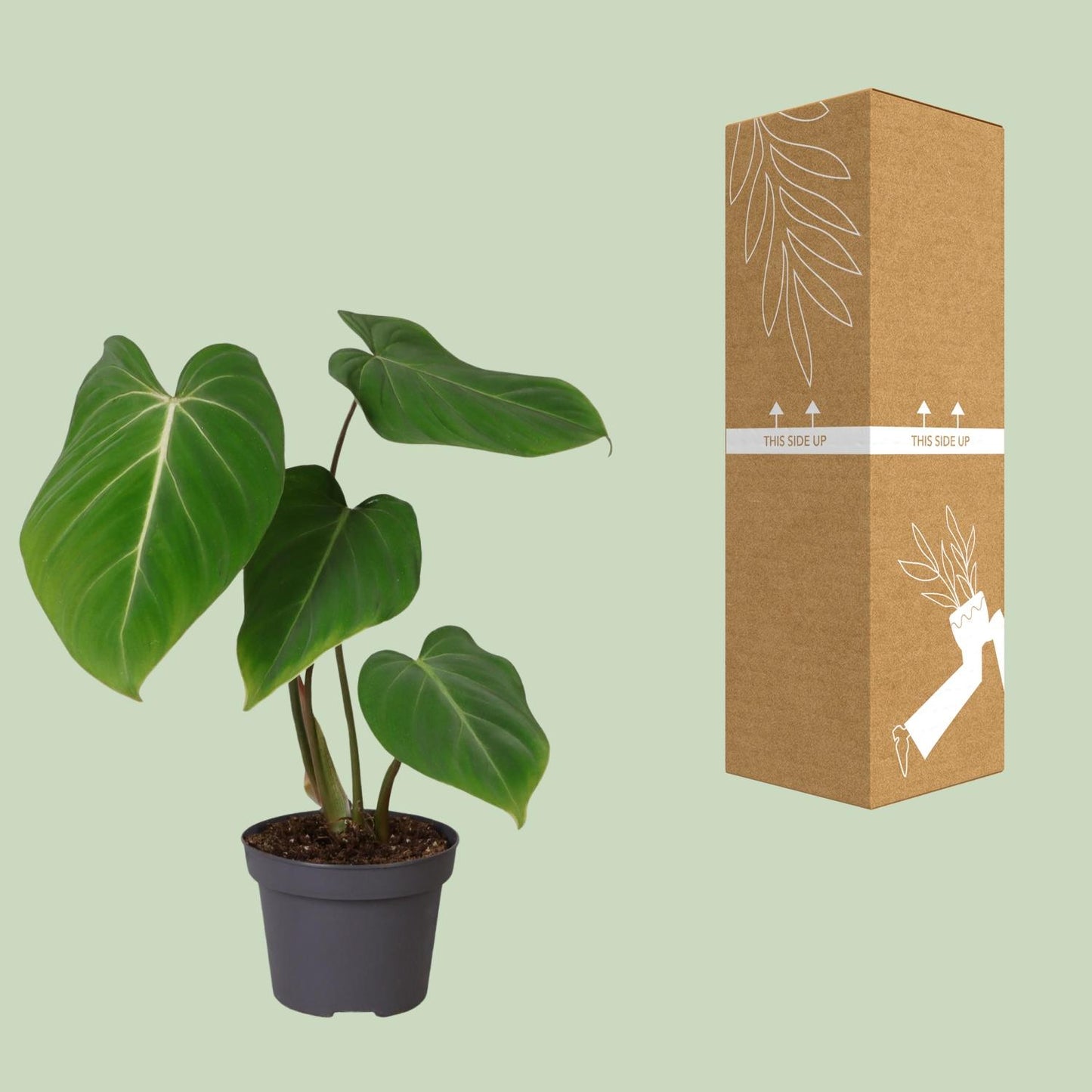 Philodendron Glorisoum – Pflegeleichte Zimmerpflanze Ø12cm