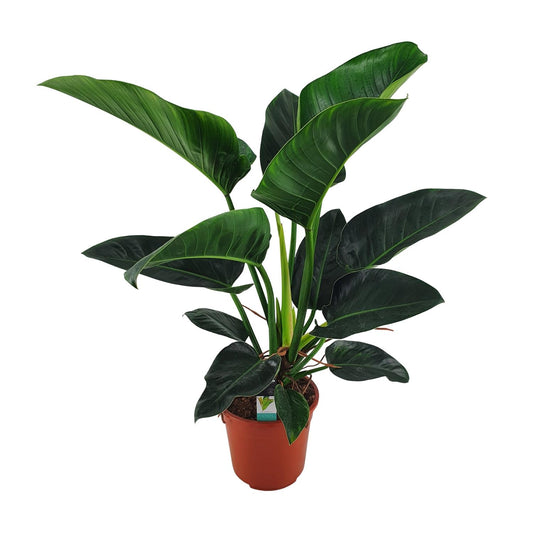 Philodendron Congo Millions – XXL pflegeleichte Zimmerpflanze
