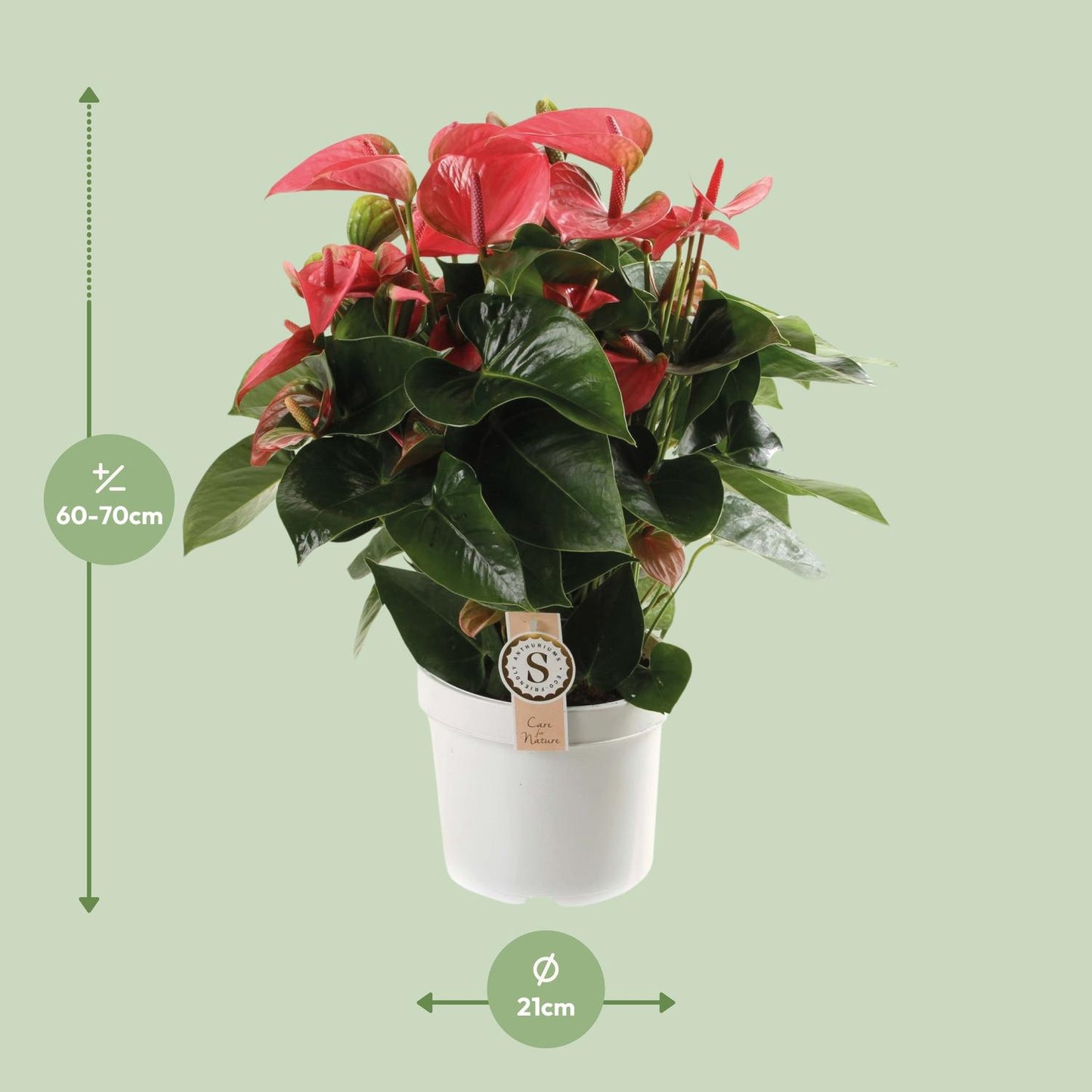 Anthurium Pink Champion – Tropische Eleganz Ø21cm, 65cm hoch