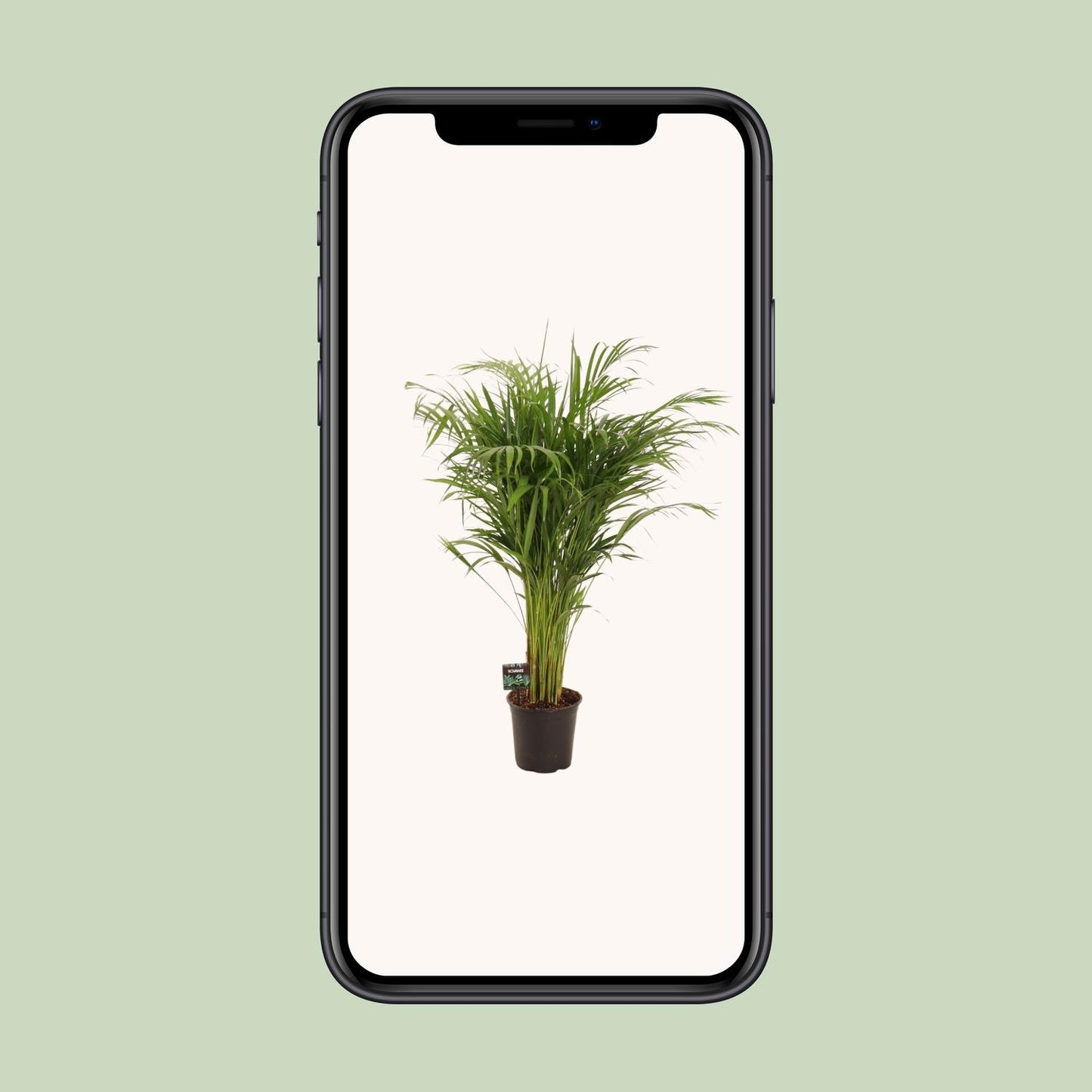 Dypsis Lutescens – Elegante Bambuspalme Ø21cm, 110cm hoch