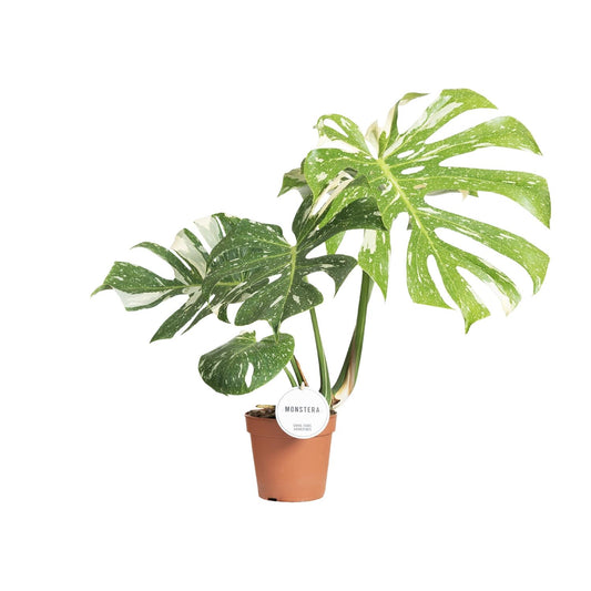 Monstera Thai Constellation – Pflegeleichte XXL-Zimmerpflanze