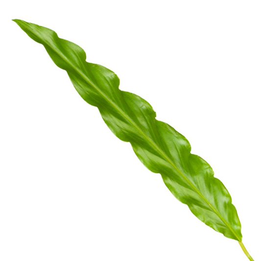 Calathea Bluegrass – Stilvolle, pflegeleichte Zimmerpflanze