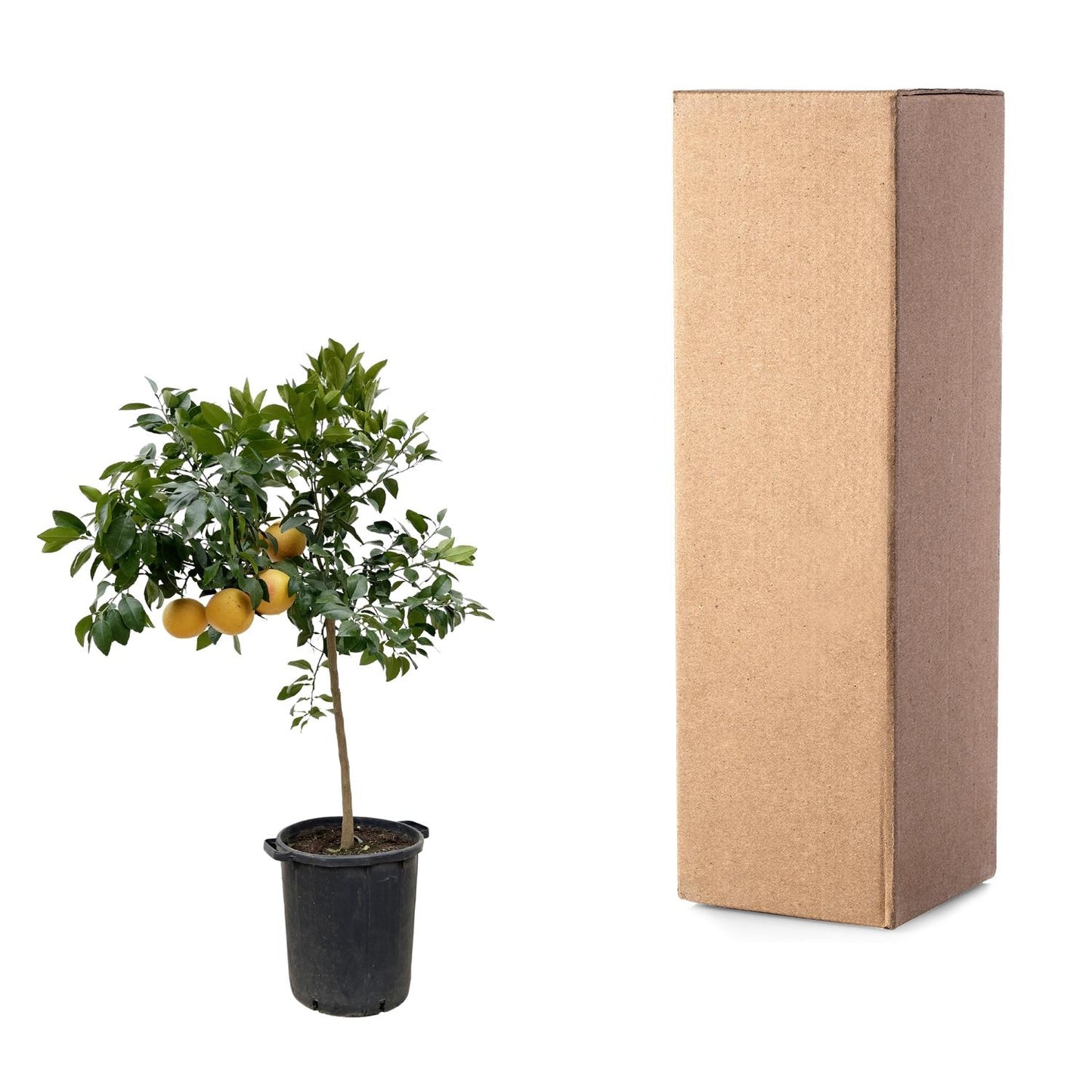 Citrus Pompelmo - 150 cm - Pflegeleichter Zitrusbaum